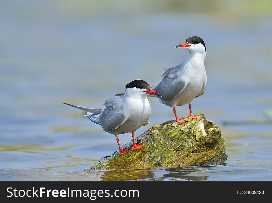 Common tern