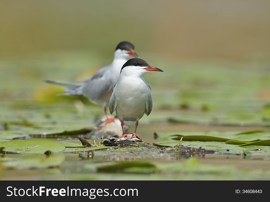 Common tern