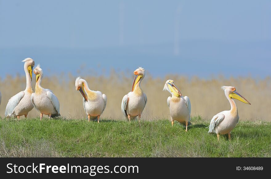 Pelicans in natural habitat (pelecanus onocrotalus)