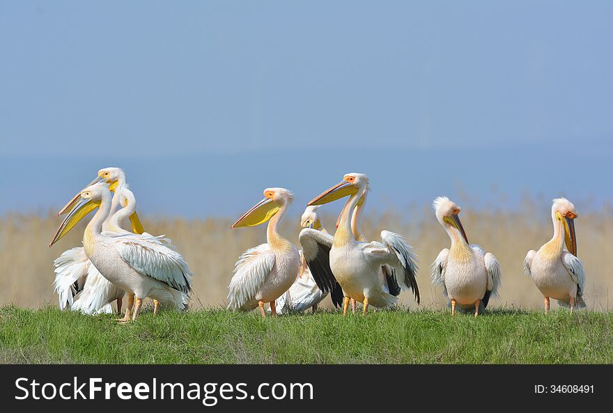 Pelicans in natural habitat (pelecanus onocrotalus)