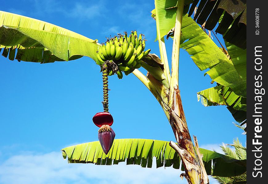 Banana tree sun relax food flower