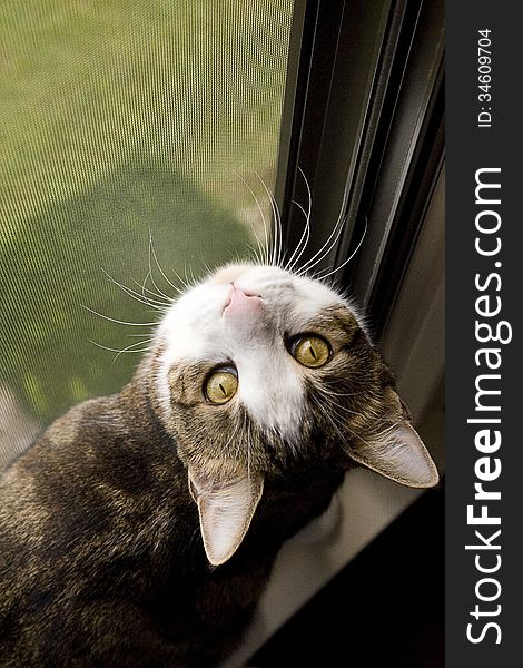 Green eyed tabby cat in window looking up at photographer. Green eyed tabby cat in window looking up at photographer.