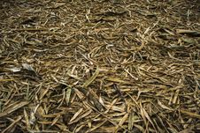 Scarry Ground Royalty Free Stock Photos Scarry Ground Royalty Free Stock Photos