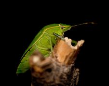Stink Bug Stock Photos Stink Bug Stock Photos