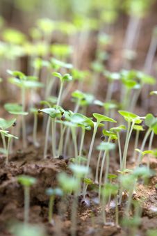 Plant Sprouts Growing Out Of Soil Stock Image Plant Sprouts Growing Out Of Soil Stock Image