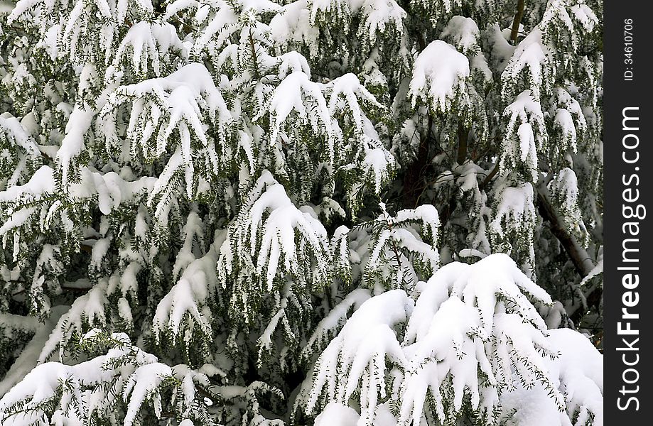 Leylandi Hedge  Snow Abstract Texture