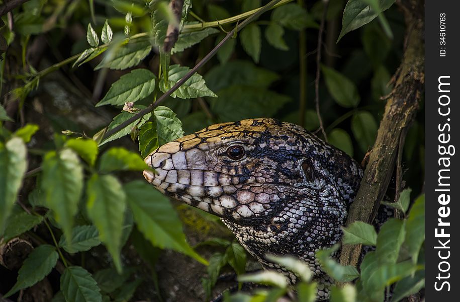 Lizard on tropical forest among leaves. Lizard on tropical forest among leaves