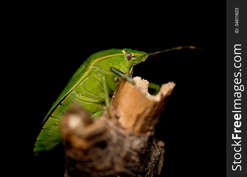 A close-up shot of a green stink bug on a stick.