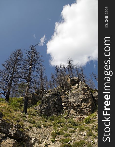 Dead trees on the hilltop - the remains of recent fire in central British Columbia. Dead trees on the hilltop - the remains of recent fire in central British Columbia