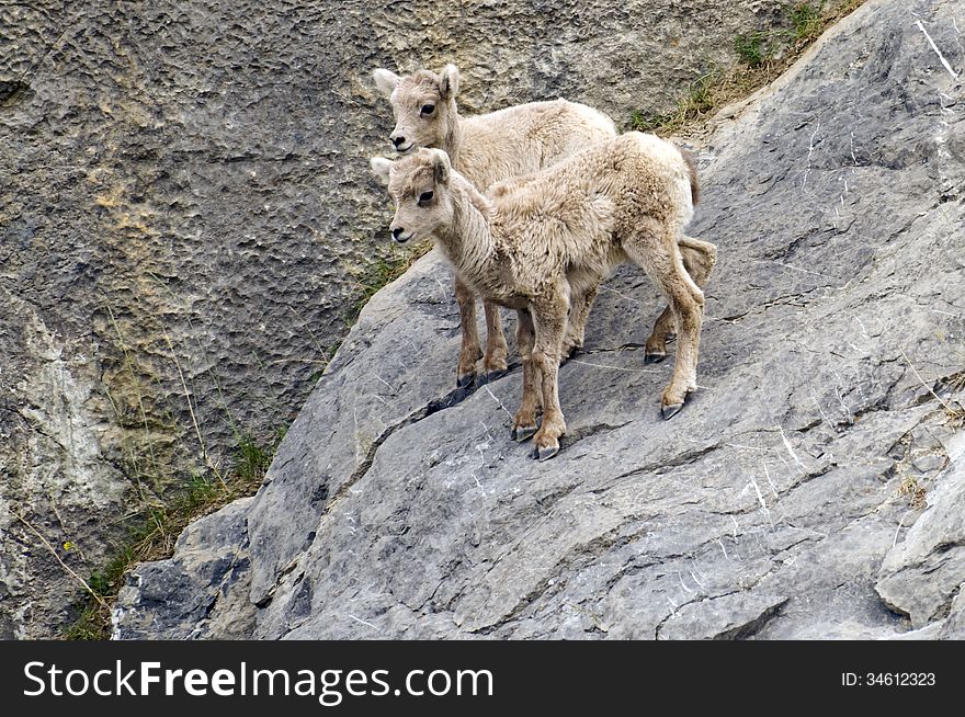 Two young mountain goats standing on a rock face, scratches on the rocks are from their hooves