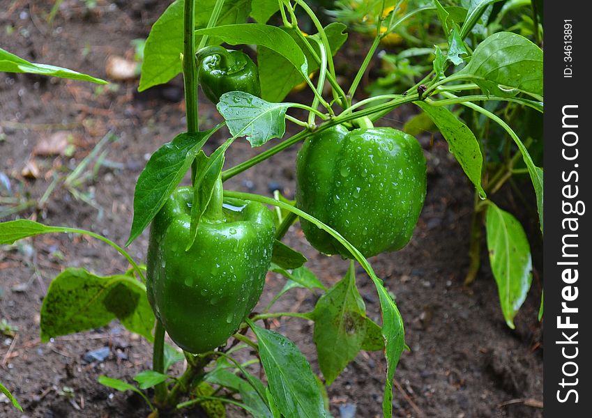 Ripe Green Pepper In Garden