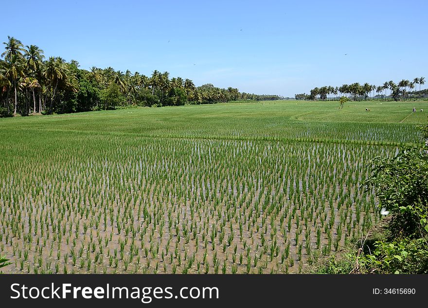 The image could be used in the sale of food,the recovery points rice plants are wet from the water.
