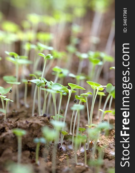 Close-up of green sprouts growing out of soil. Close-up of green sprouts growing out of soil