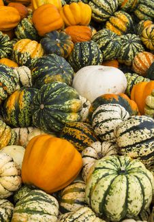 Colourful Pumpkins Royalty Free Stock Images Colourful Pumpkins Royalty Free Stock Images