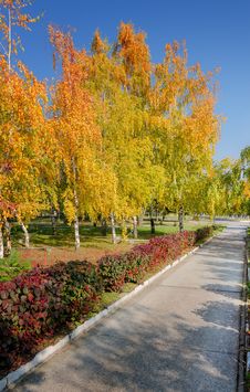 Autumn Trees Royalty Free Stock Photo