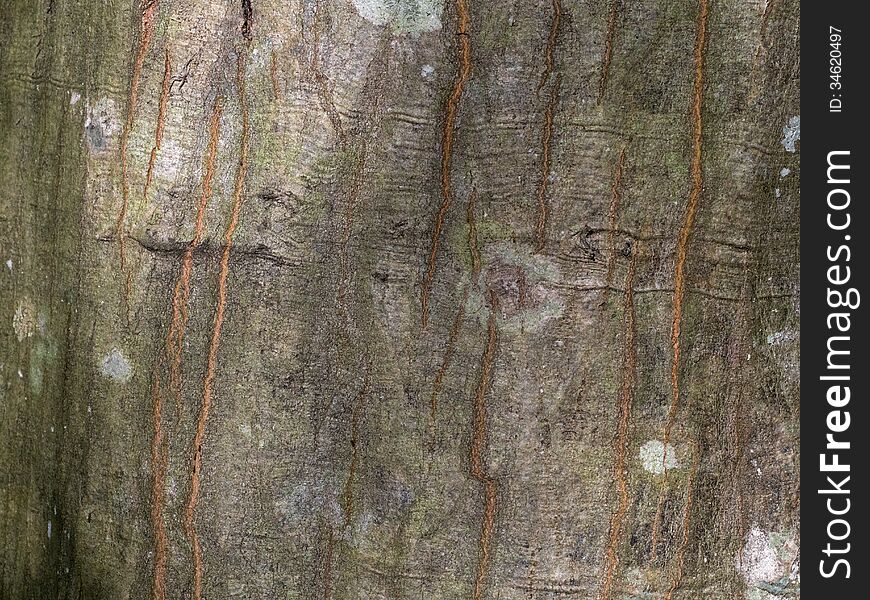 Bark of a tree covered with moss. Bark of a tree covered with moss