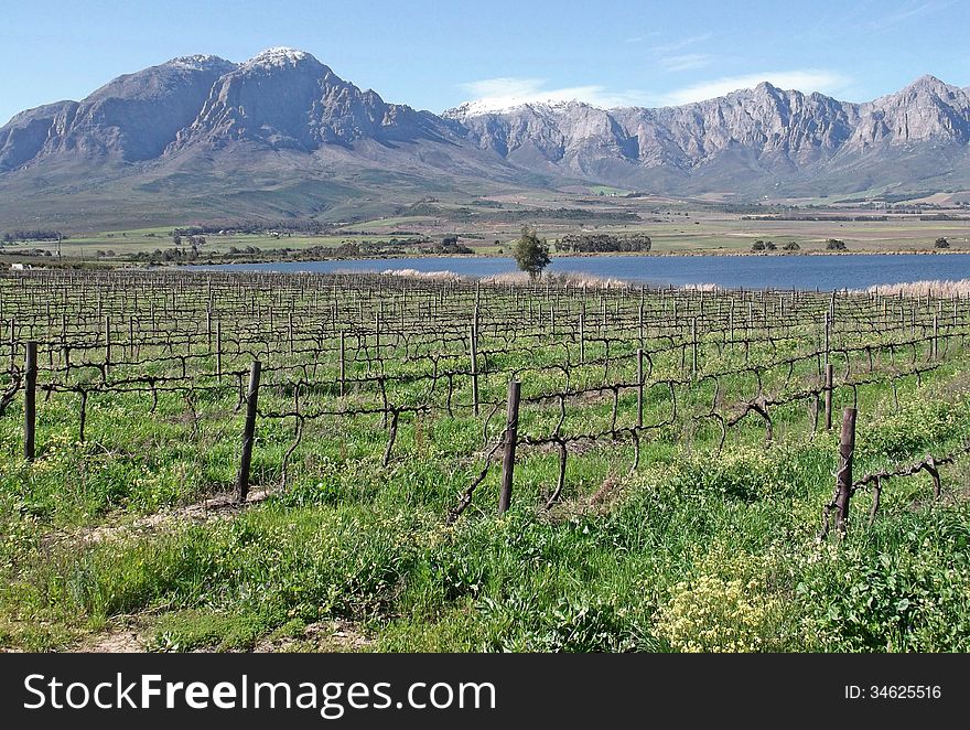 Snow capped peaks of the Breede River mountains and a bare vineyard indicate that winter has started - Bergsig, Western Cape, South Africa. Snow capped peaks of the Breede River mountains and a bare vineyard indicate that winter has started - Bergsig, Western Cape, South Africa