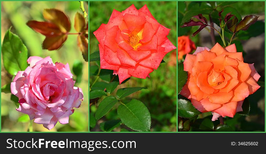 Collage of beautiful summer roses. Collage of beautiful summer roses