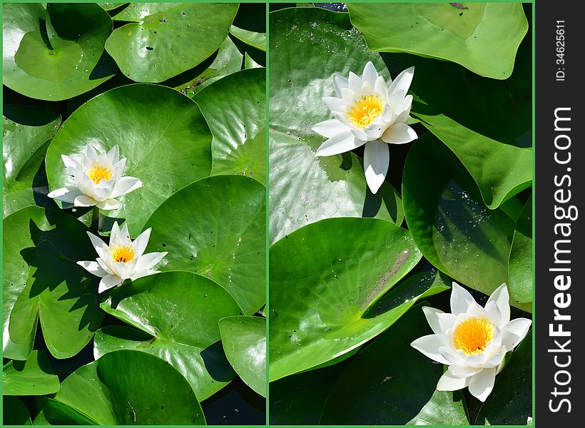 Collage of white water lilies. Collage of white water lilies