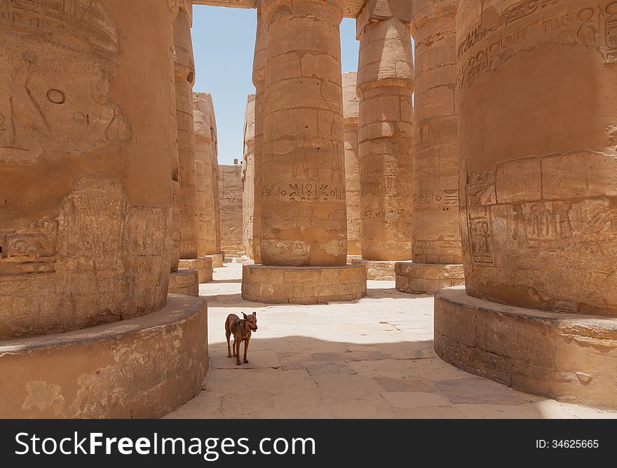 The dog hides from the sun in a shadow of huge columns in the Karnak Temple. The dog hides from the sun in a shadow of huge columns in the Karnak Temple