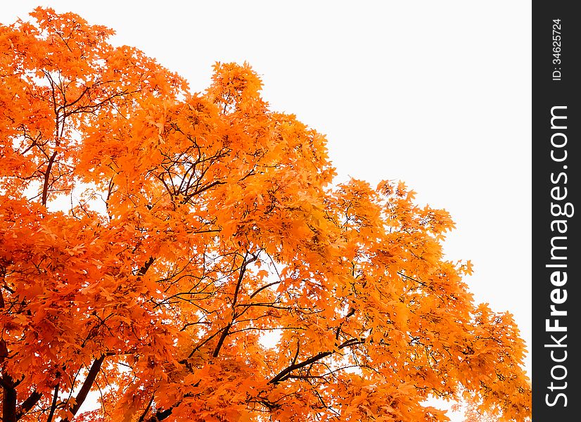 Photo tree against the bright sky late autumn. Photo tree against the bright sky late autumn