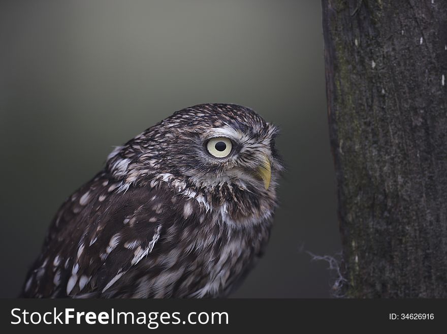 A wet captive Little Owl on a door.