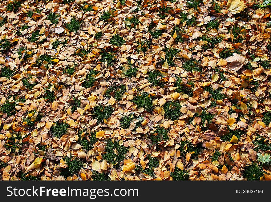 Green Grass Spots Between Fallen Autumn Leaves