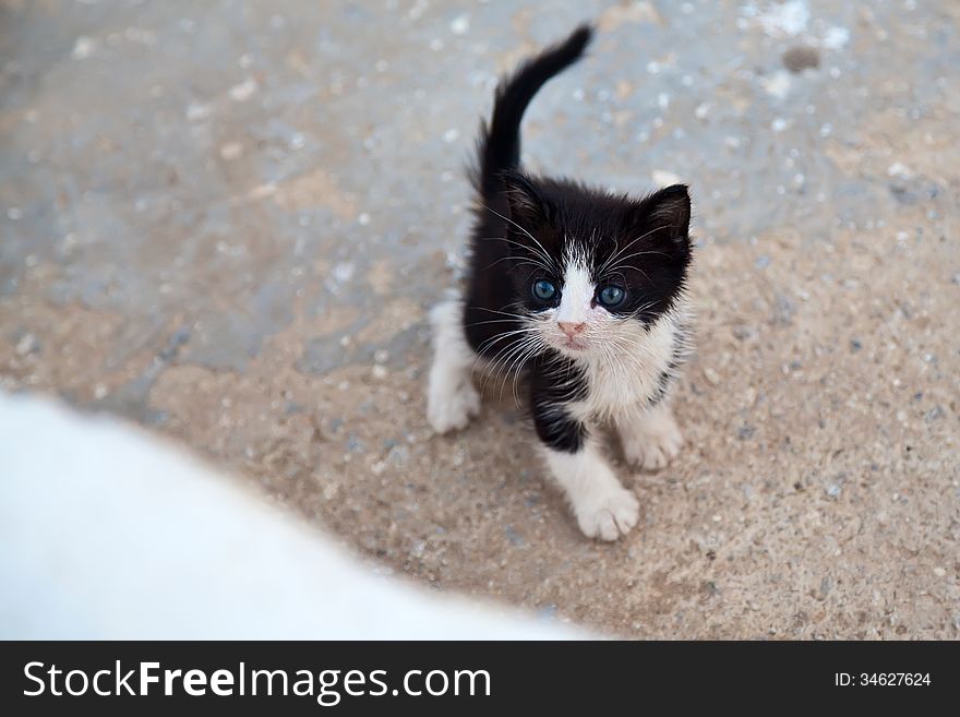 Very little black and white kitten with blue eyes and cocked tail. Very little black and white kitten with blue eyes and cocked tail