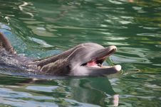 The Dolphin Stock Photography