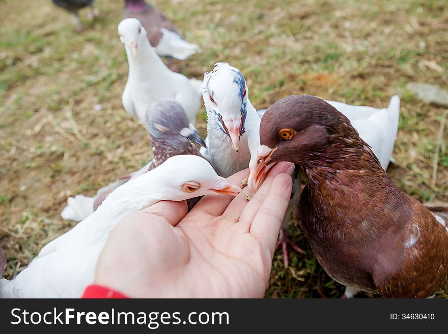 Feed pigeons