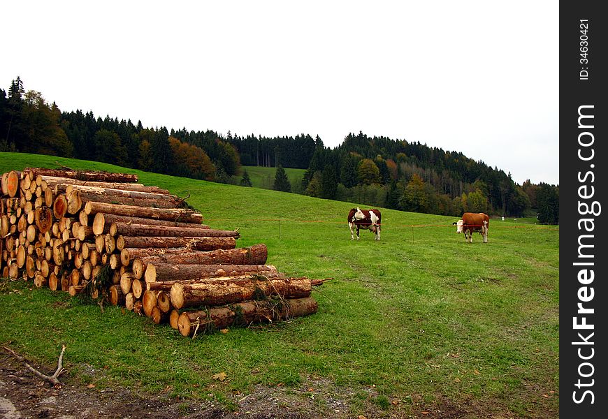 Cows and Logs on Meadow in Alps