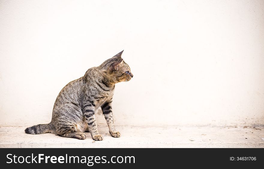 Cat sitting front of empty white wall. Cat sitting front of empty white wall