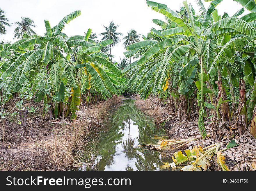 Banana tree plantation