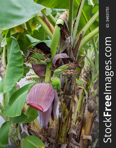 Banana flowers on the tree plantation