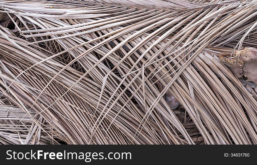 Dried coconut palm leaves texture background