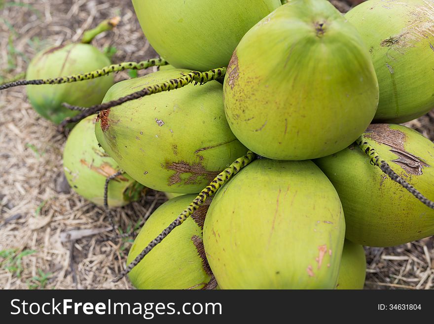 Bunch of green coconuts tropical fruit. Bunch of green coconuts tropical fruit