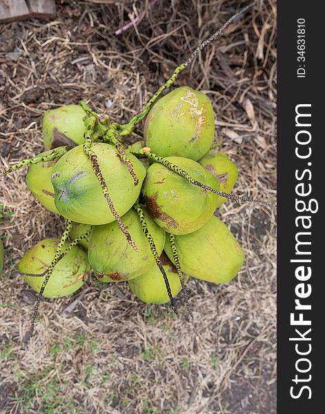 Bunch of green coconuts tropical fruit