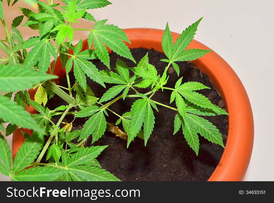Image of a cannabis plant in a brown pot