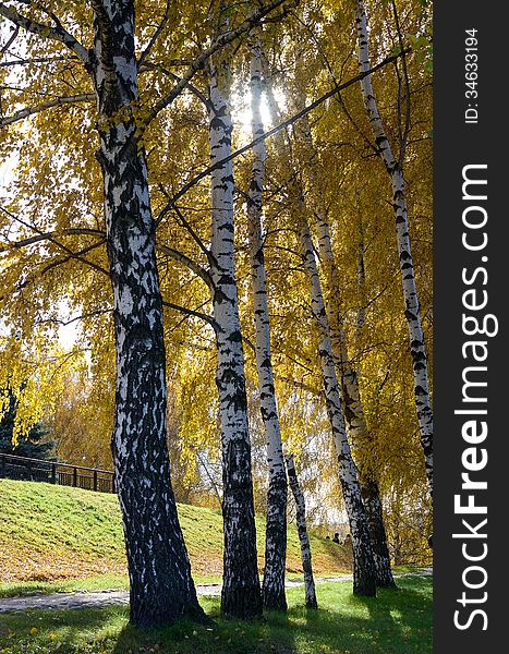 Golden trees in autumn park on a sunny day