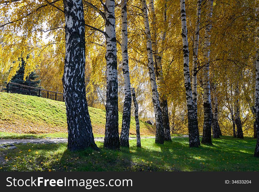 Golden trees in autumn park on a sunny day