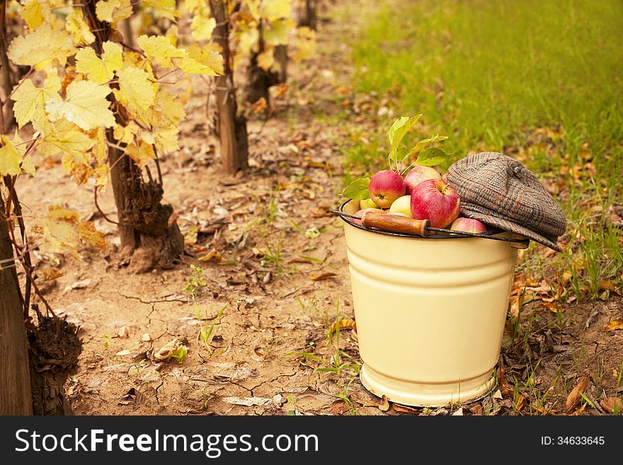 Harvest Of Ripe Apples