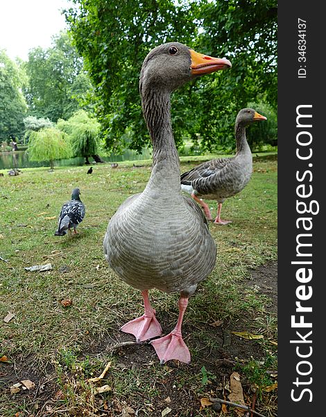 Two large geese waddle through St. James Park, London.