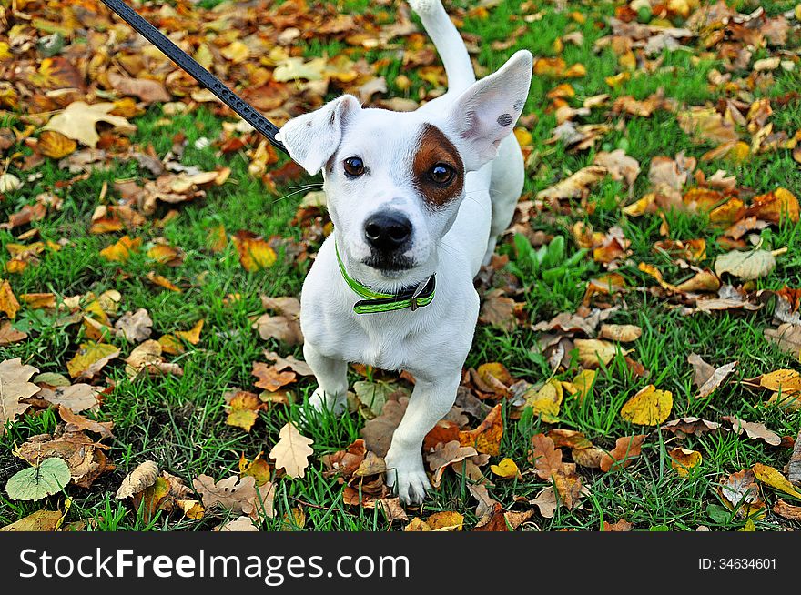 Jack Russell dog breed in the autumn leaves. Jack Russell dog breed in the autumn leaves