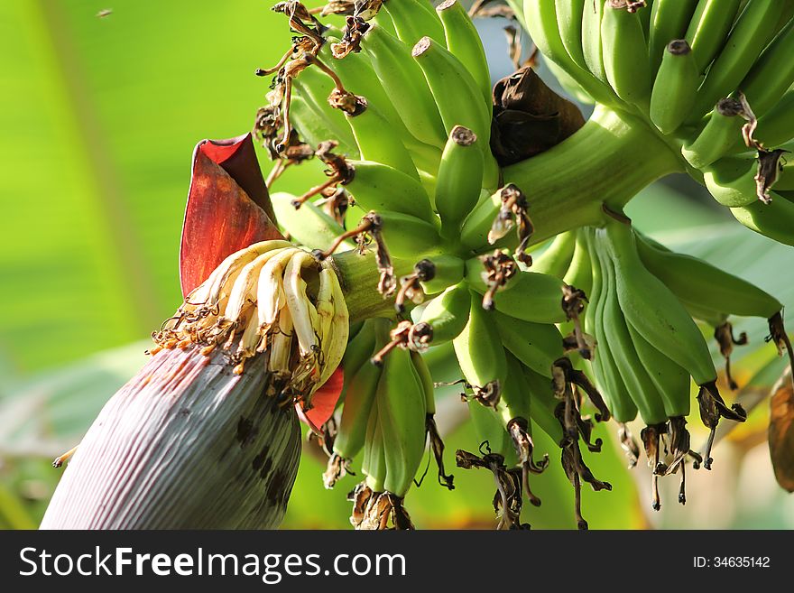 Banana Flower at the end of a bunch of green bananas