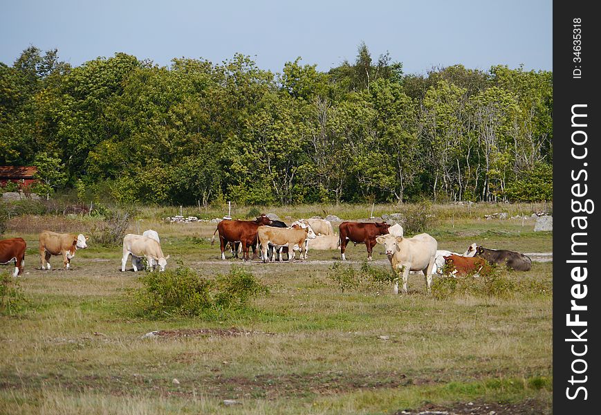 Cows on the fields of the island Oeland in the Baltic sea of Sweden. Cows on the fields of the island Oeland in the Baltic sea of Sweden