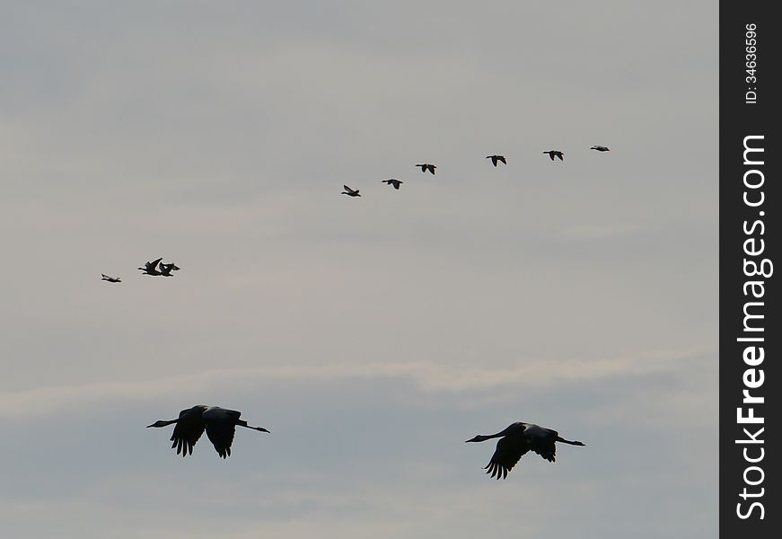 The yearly cranes migration on the island Oeland in the Baltic sea of Sweden