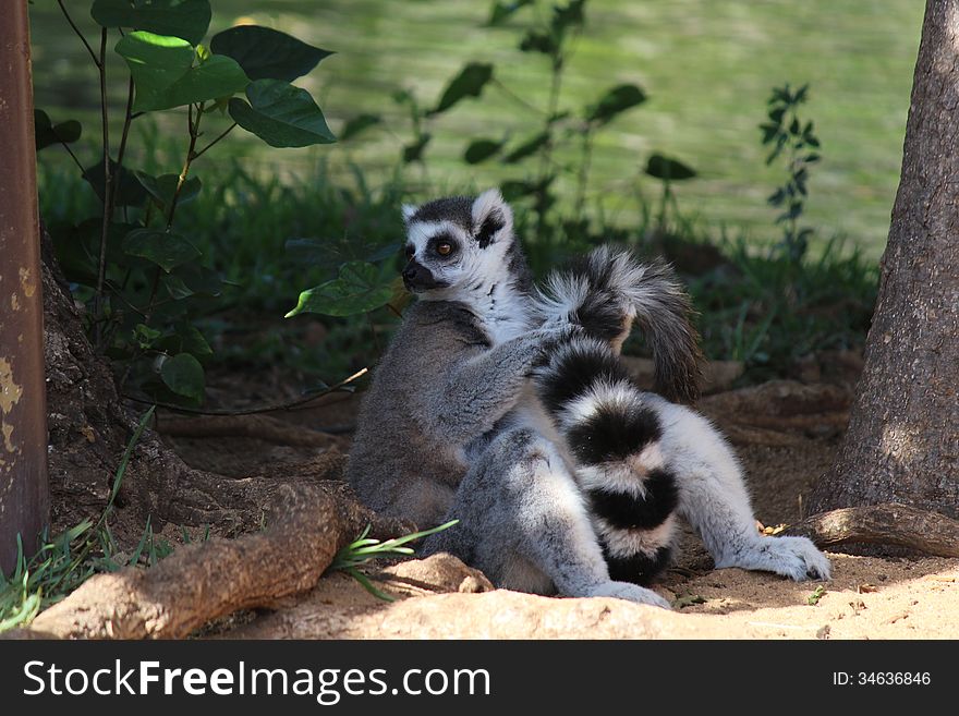 A ring tailed lemur is resting under the shade.