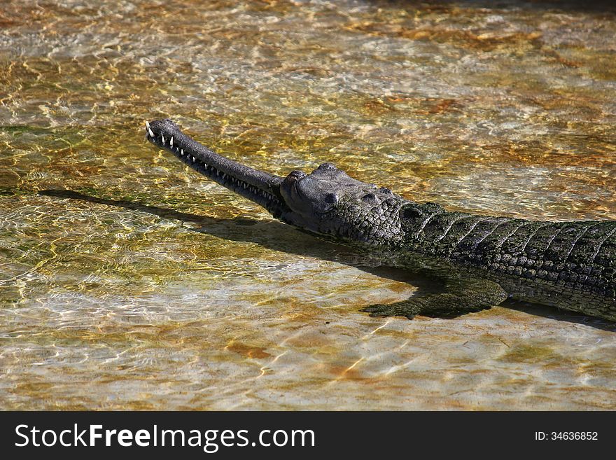 Head of a crocodile in the water. Head of a crocodile in the water