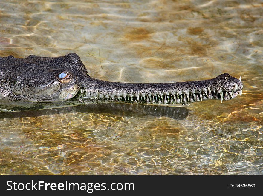 Head of a crocodile in the water. Head of a crocodile in the water