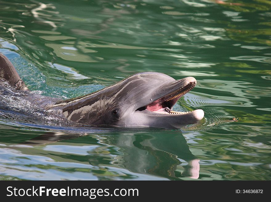 Smiling dolphin is swimming. Smiling dolphin is swimming